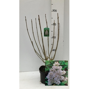 SYRI VIL AGNES SMITH