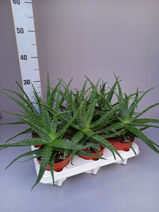 <h4>Aloe arborescens</h4>
