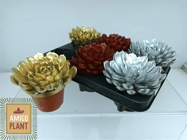 <h4>ECHEV SUMMER</h4>