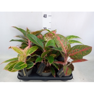 Aglaonema   ...