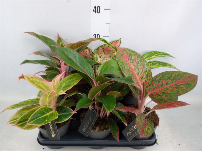 <h4>Aglaonema   ...</h4>