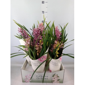 Cymbidium   ...