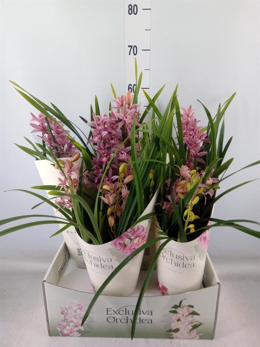 <h4>Cymbidium ...</h4>
