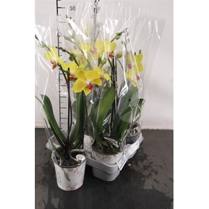 Phalaenopsis 2 Tak Avola 12 Cm. Pot
