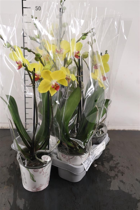 <h4>Phalaenopsis 2 Tak Avola 12 Cm. Pot</h4>