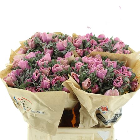 <h4>Anemone Powder Rose</h4>