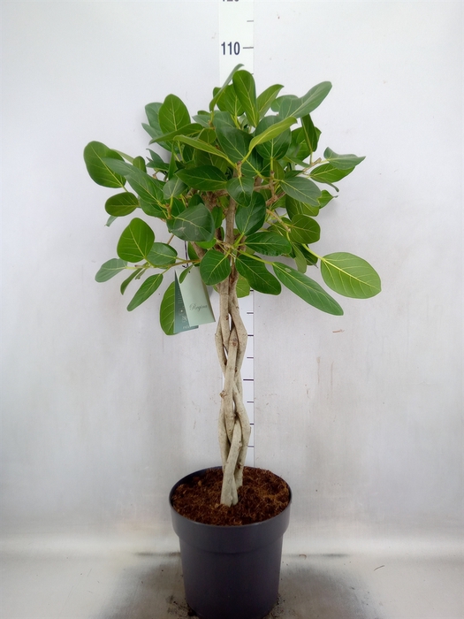 Ficus benghalensis 'Audrey'