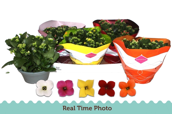 <h4>KAL EN GEM 5 KL</h4>