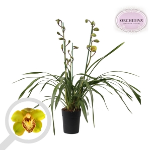Cymbidium groen 3 tak