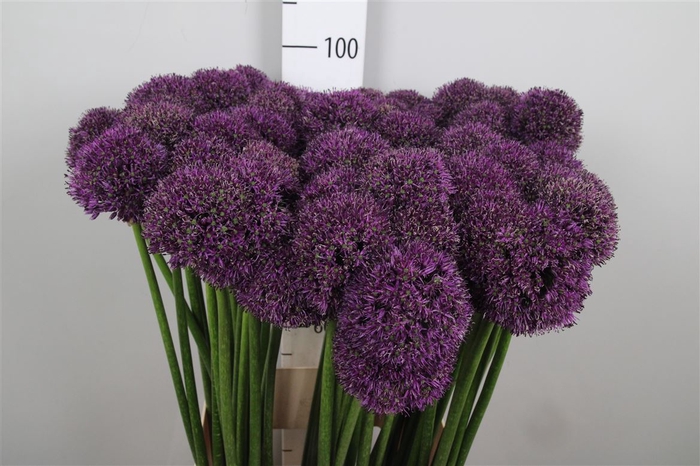 <h4>Allium Gla Sensation</h4>