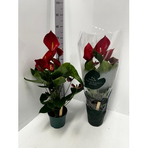 Anthurium Melodia 17Ø 65cm 8fl