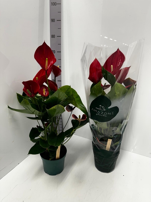 Anthurium Melodia 17Ø 65cm 8fl