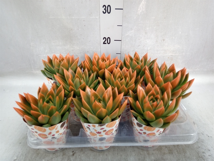 <h4>Echeveria  'Miranda'</h4>