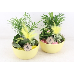 arr2 PL - Ker. Lana yellow x6