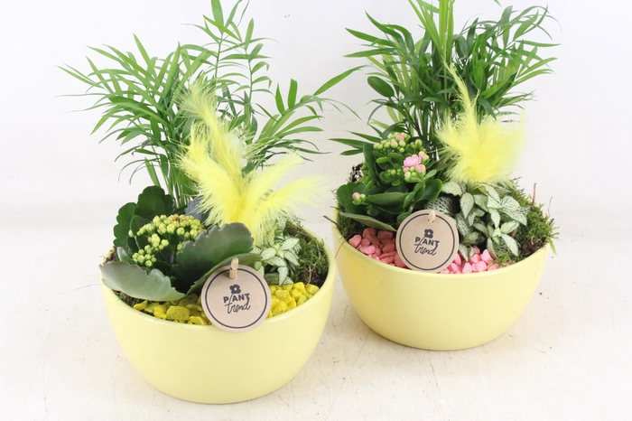 <h4>arr2 PL - Ker. Lana yellow x6</h4>