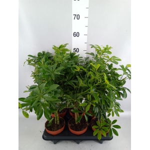 Schefflera arbor. 'Luseana'
