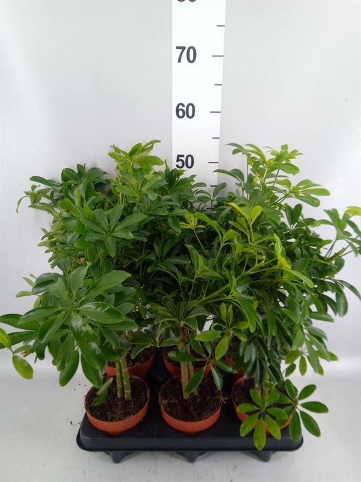 <h4>Schefflera arbor. 'Luseana'</h4>