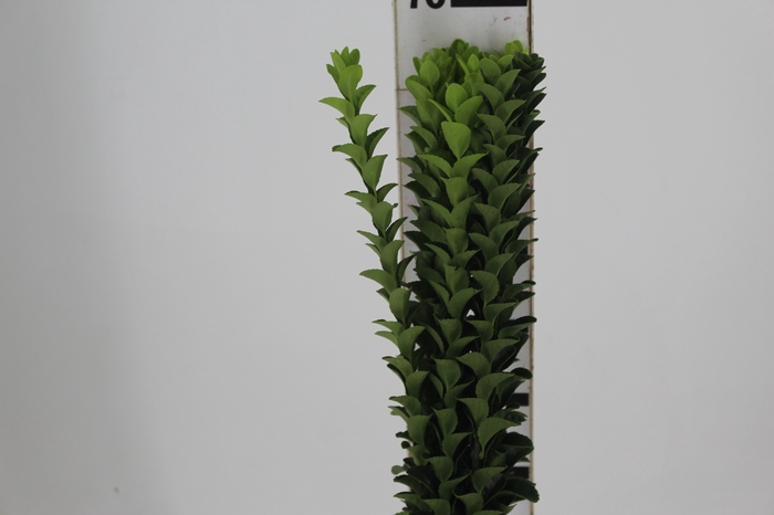 <h4>FOLHAGEM PORTUGUESA 070 CM</h4>