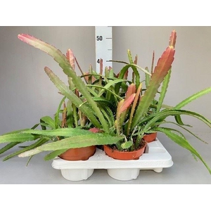 EPIPHYLLUM OV