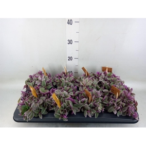 Tradescantia cerinth. 'Sweetness'