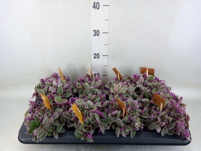 <h4>Tradescantia cerinth. 'Sweetness'</h4>