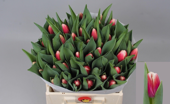 <h4>TU EN OUTFIT</h4>