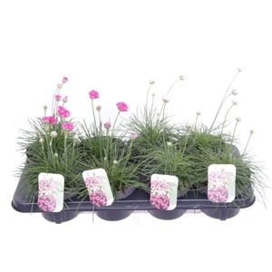 Armeria maritima mix