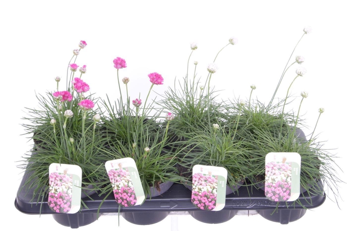 <h4>Armeria maritima mix</h4>
