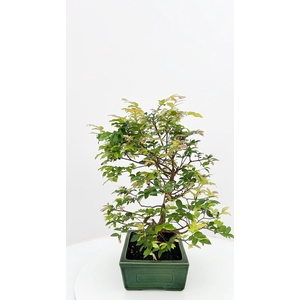 Syzygium buxifolium, pot 22 cm , height 50cm. with driptray. (single item)