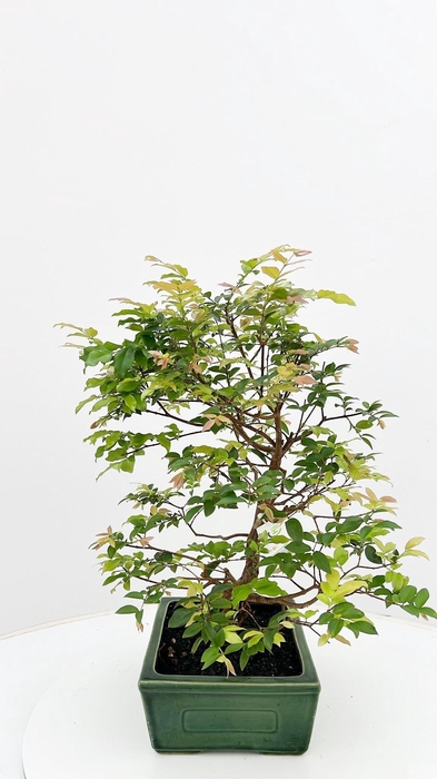 <h4>Syzygium buxifolium, pot 22 cm , height 50cm. with driptray. (single item)</h4>