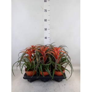 Tillandsia capitata 'Hermosa'
