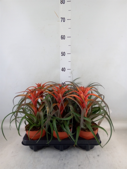 <h4>Tillandsia capitata 'Hermosa'</h4>
