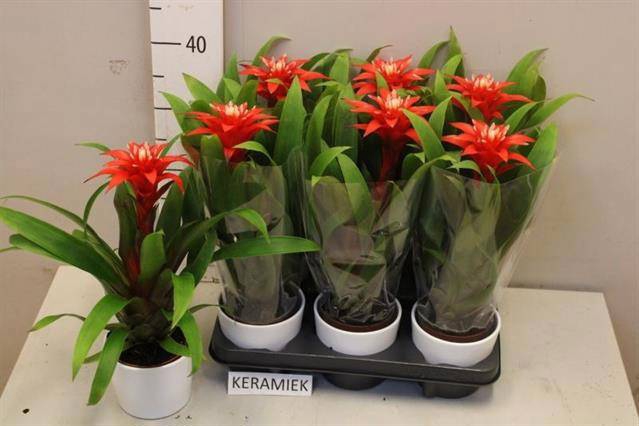 <h4>GUZM CONFETTI</h4>