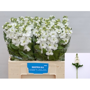MATTH AIDA WHITE