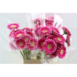 Ge Mi Wonderwall Xxl