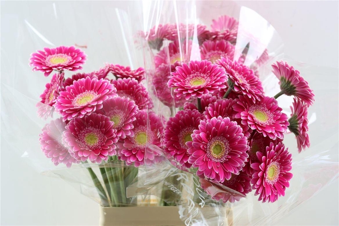 <h4>Ge Mi Wonderwall Xxl</h4>