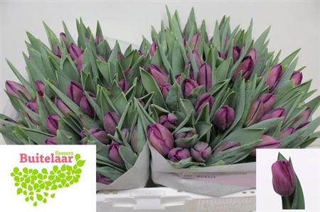 <h4>Tu En Bullit</h4>