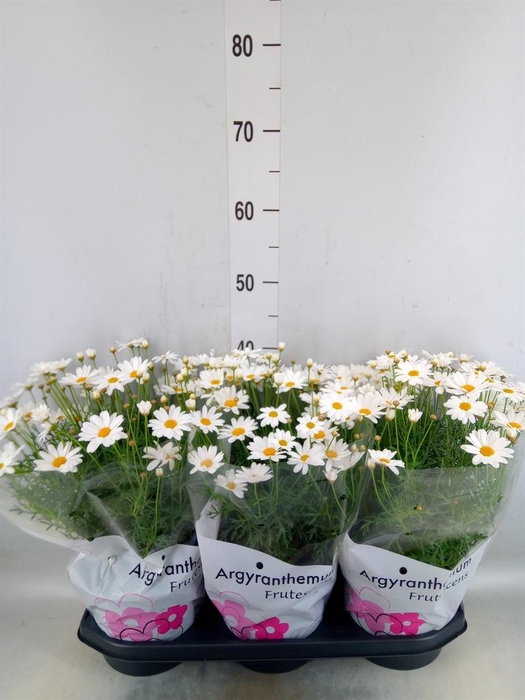 <h4>Argyranthemum   ...</h4>