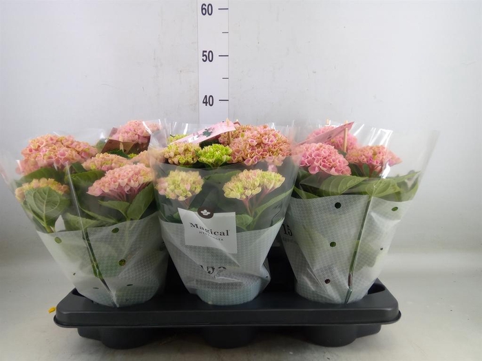<h4>Hydrangea mac. 'Magical Revolution'</h4>