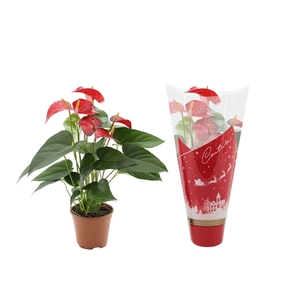 Anthurium Red Bull in Couture Christmas sleeve