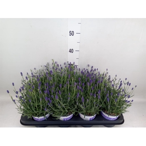 Lavandula angus. 'Hidcote'