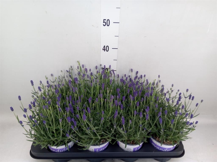 <h4>Lavandula angus. 'Hidcote'</h4>