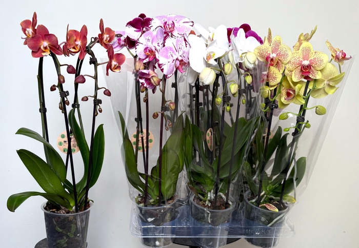 <h4>PHAL EL CASCADE</h4>