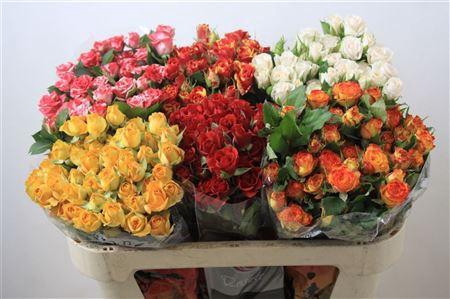 <h4>R Tr Gemengd In Fust</h4>