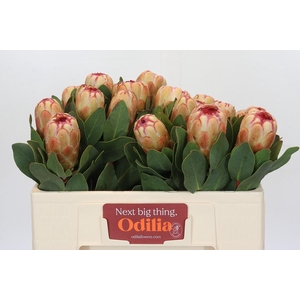 Protea Grandicolor