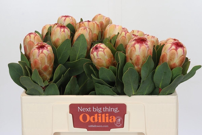 Protea Grandicolor
