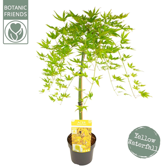 <h4>Acer palm. 'Cascade Citrine'</h4>