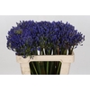 Agapanthus EYFORI Blue