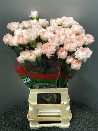<h4>Di St P. Maruchi</h4>