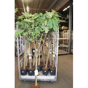arr8 Ficus Carica